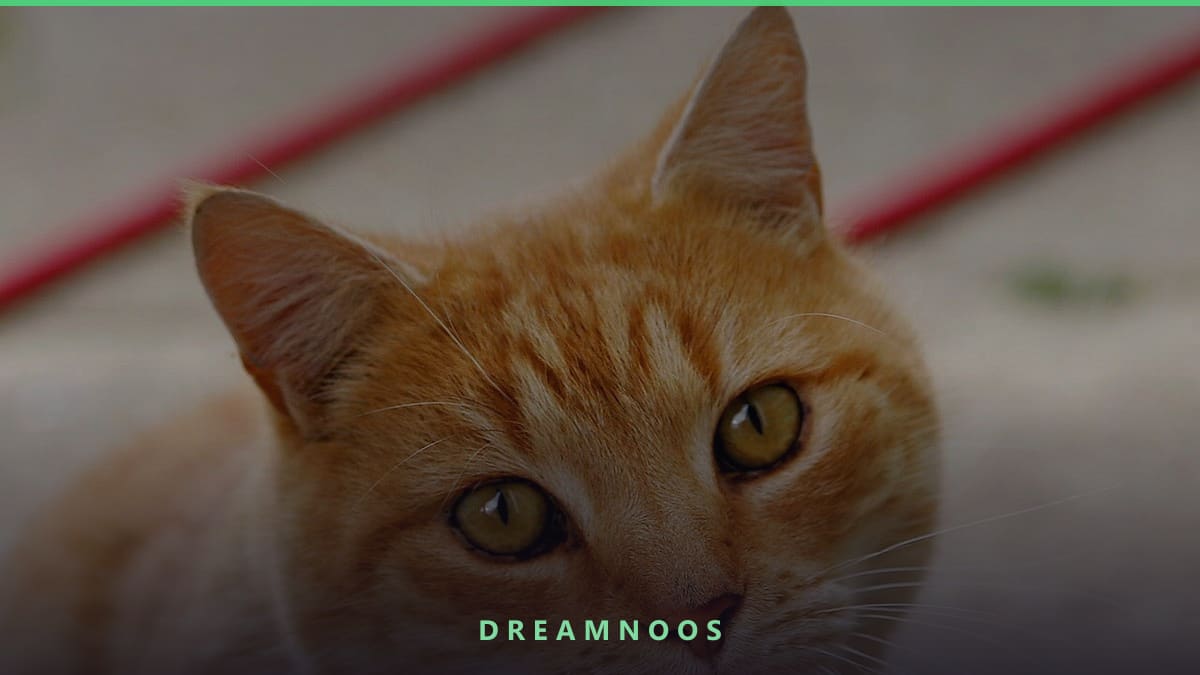 Symbolic illustration for A Cat Bite That Breaks the Skin Dream Meaning & Interpretation