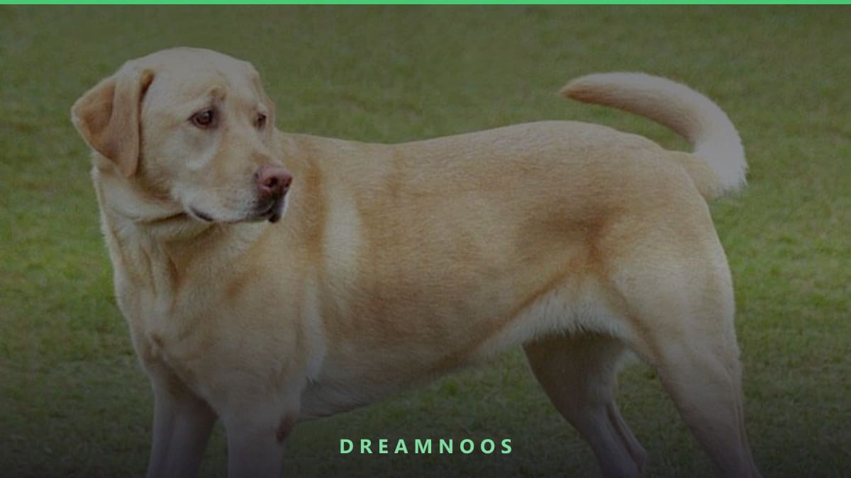 Symbolic illustration for Dog Dream Meaning & Interpretation