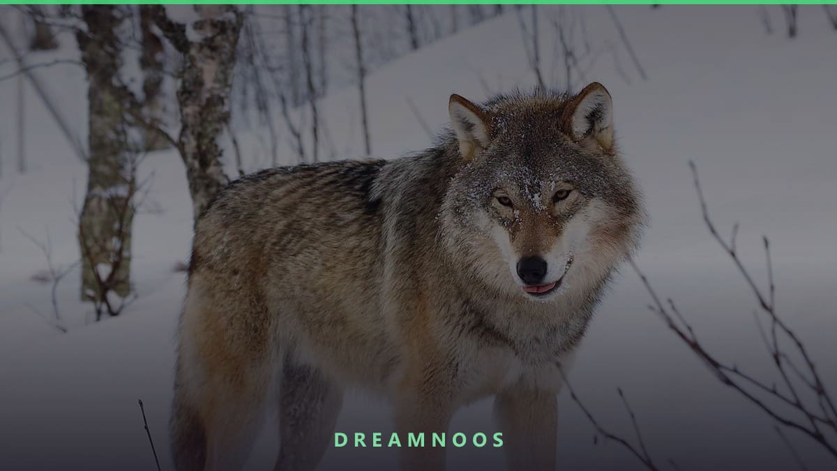 Symbolic illustration for Chased by a Bleeding Wolf Dream Meaning & Interpretation