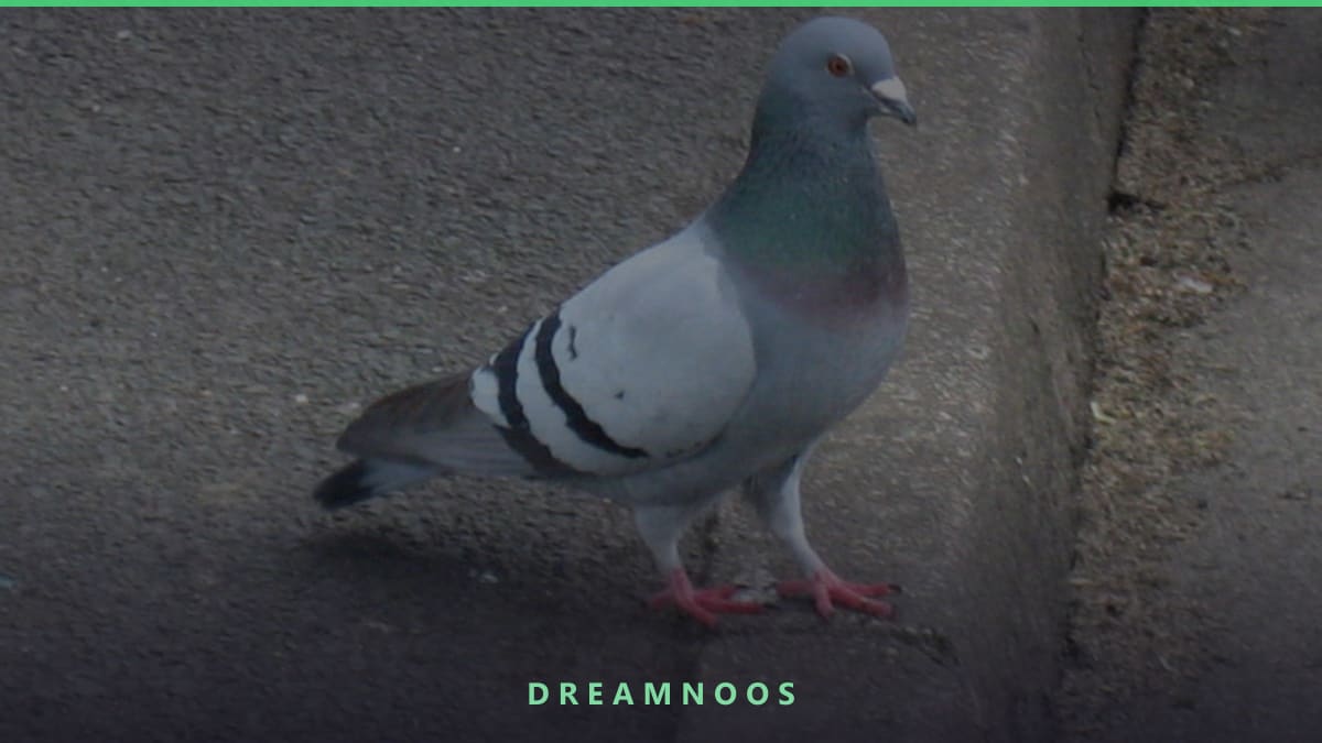 Symbolic illustration for Flying Bird Dream Meaning & Interpretation